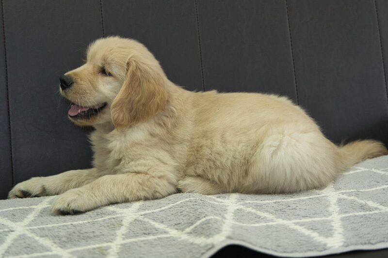 ゴールデンレトリーバーの子犬の写真202305181-2 7月15日現在