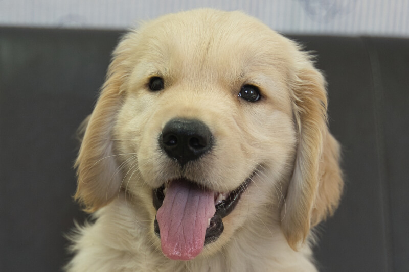 ゴールデンレトリーバーの子犬の写真202305182 7月15日現在