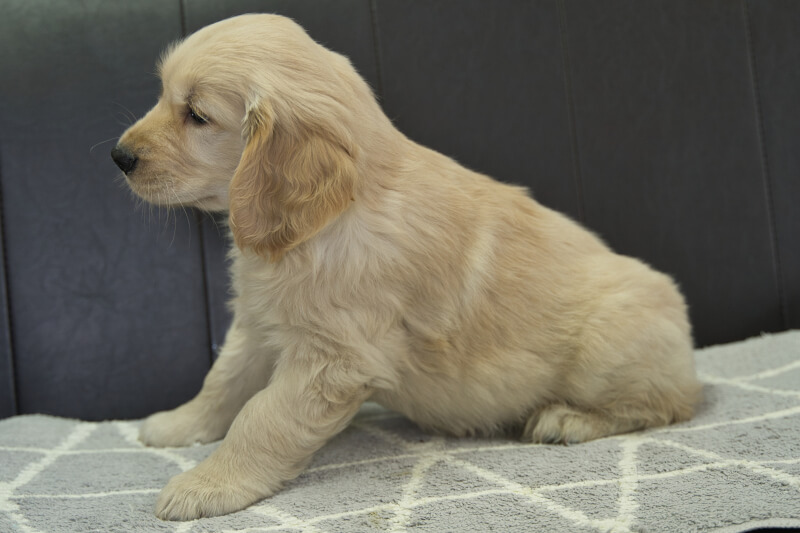 ゴールデンレトリーバーの子犬の写真202305182-2 7月15日現在