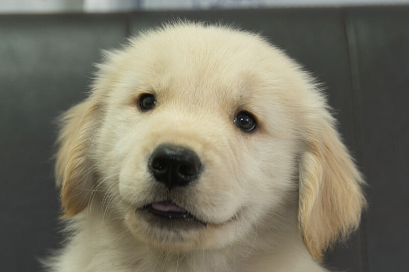 ゴールデンレトリーバーの子犬の写真202305183 7月15日現在