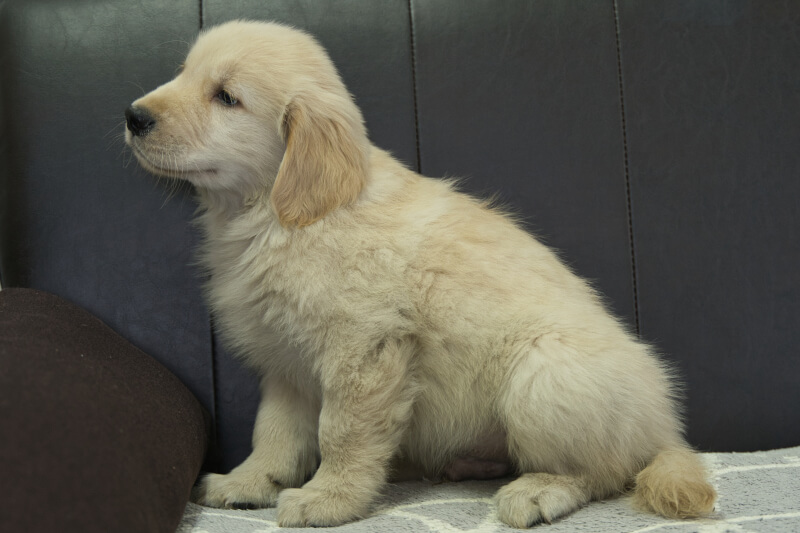 ゴールデンレトリーバーの子犬の写真202305183-2 7月15日現在