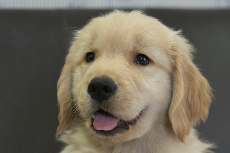 ゴールデンレトリーバーの子犬の写真202305181 7月15日現在