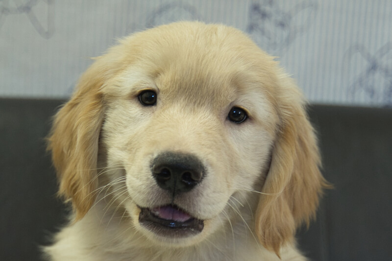 ゴールデンレトリーバーの子犬の写真202305182 7月29日現在