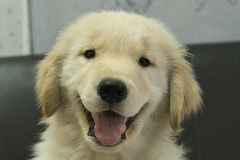 ゴールデンレトリーバーの子犬の写真202305183 7月29日現在