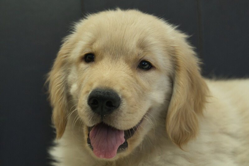 ゴールデンレトリーバーの子犬の写真202305181 7月29日現在