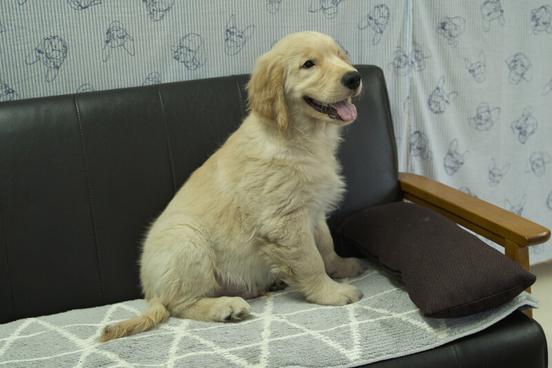 ゴールデンレトリーバーの子犬の写真3