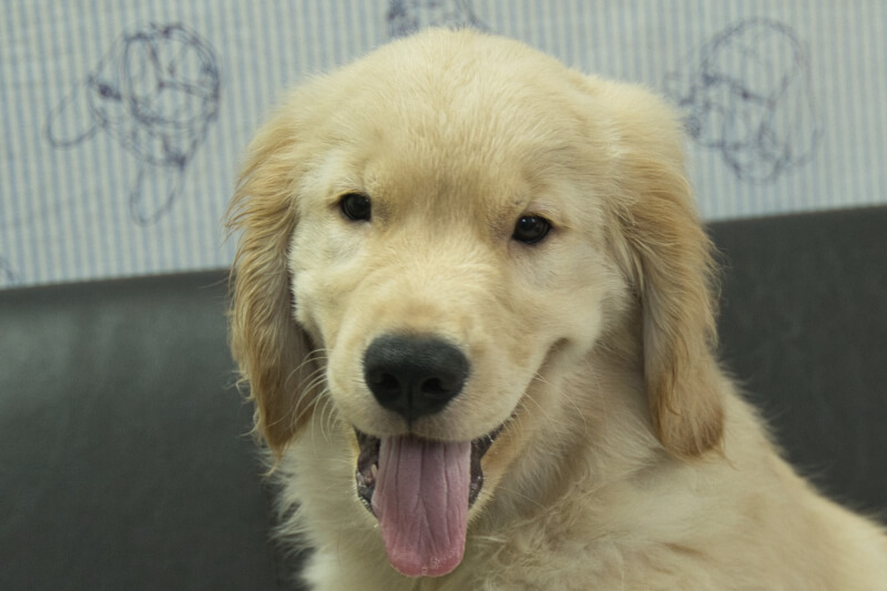 ゴールデンレトリーバーの子犬の写真202305182 8月15日現在