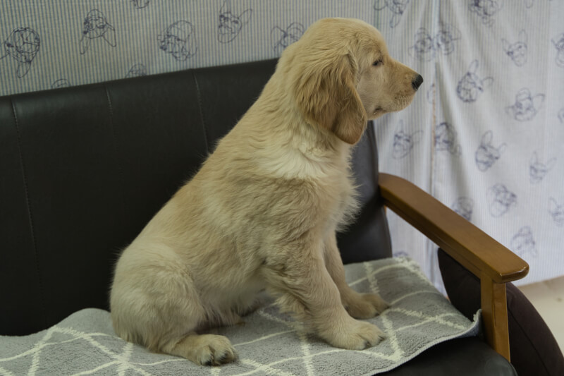 ゴールデンレトリーバーの子犬の写真3