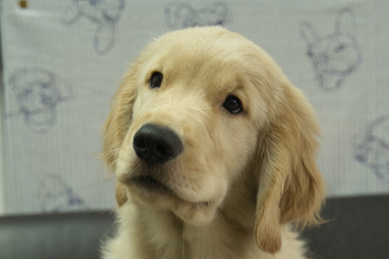 ゴールデンレトリーバーの子犬の写真202305182 8月30日現在
