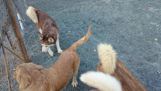 やっと出来た大型犬用のドッグランで遊ぶシベリアンハスキーとゴールデンレトリーバーの写真