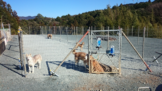 シベリアンハスキーたちと遊ぶミックス犬の「カイ」の写真