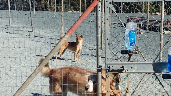 シベリアンハスキーたちと遊ぶミックス犬の「カイ」の写真2