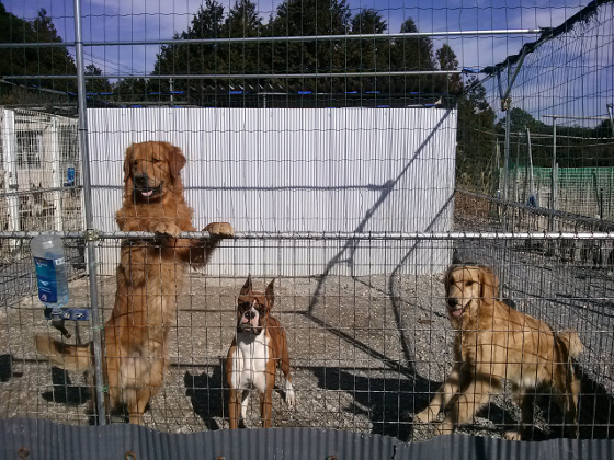 ゴールデンレトリーバー「ナッツ」とボクサー犬「コブちゃん」とゴールデンレトリーバー「大五郎」の写真