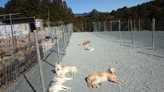 お昼寝中の犬たちの写真