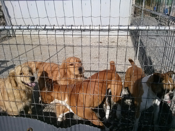 ワンブー犬の写真