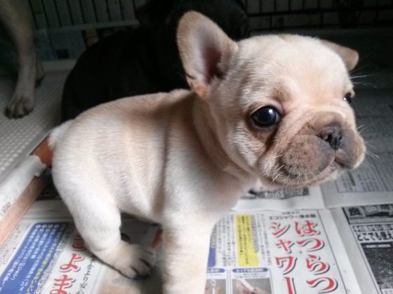 フレンチブルドッグのモカの子犬「クリーム」の写真