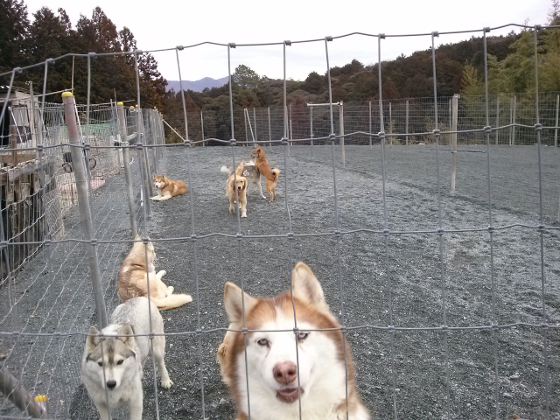 低空飛行中の「カイ」の写真