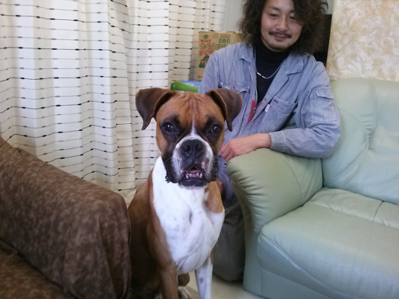ボクサー犬の「裕次郎」の写真4