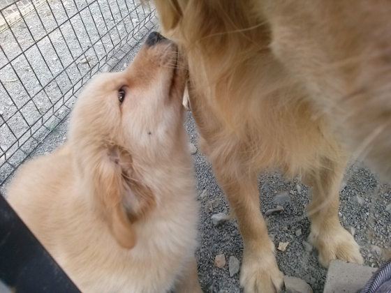 キンカンのお子ちゃまの写真