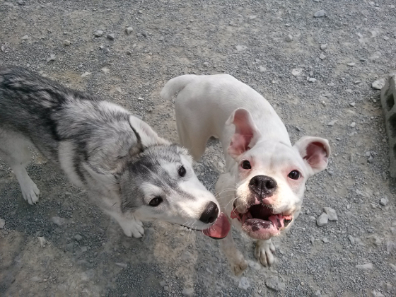 ボクサー犬の写真3