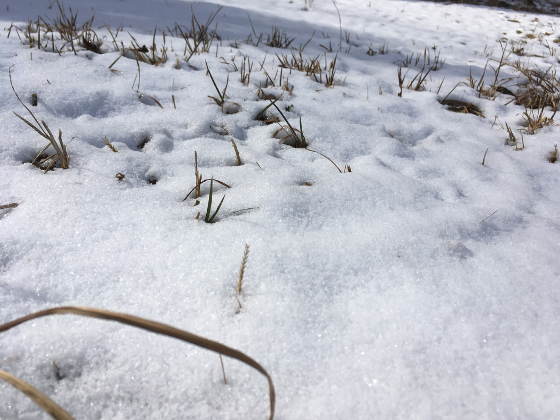 雪の写真2