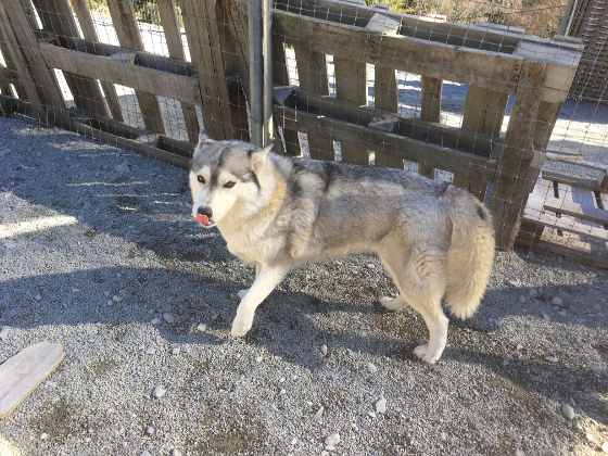 シベリアンハスキー どんぐり よその犬舎の ジロー と交配しました ペットのブリーダーワンブー裏日記