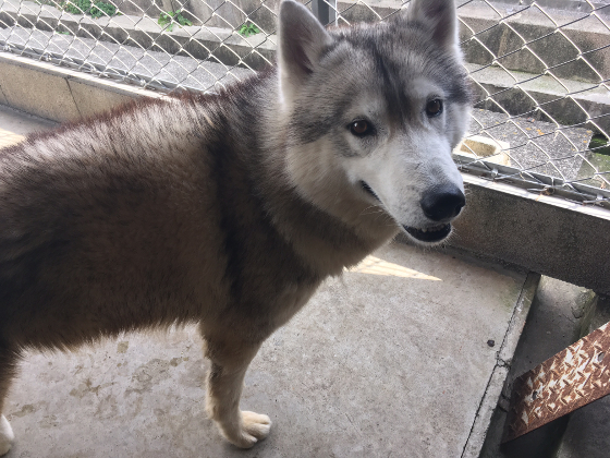 シベリアンハスキー どんぐり よその犬舎の ジロー と交配しました ペットのブリーダーワンブー裏日記