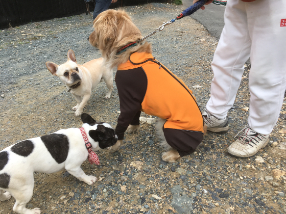 シュシュとりんちゃんポテチの写真