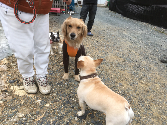 シュシュとポテチの写真