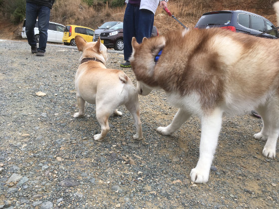 ポテチとアスランの写真