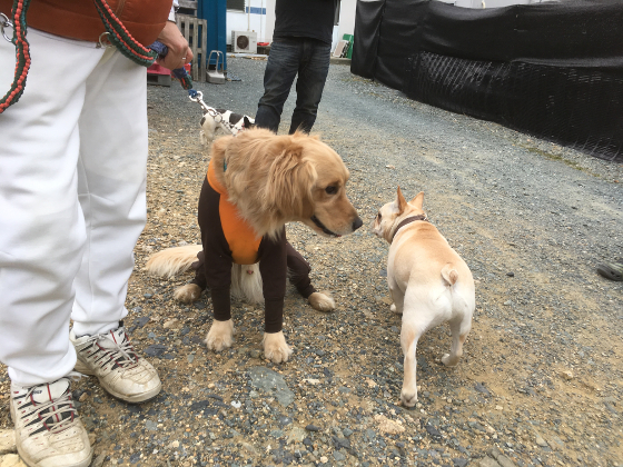 シュシュとポテチの写真2