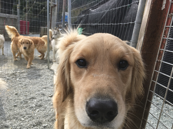 シュシュの写真