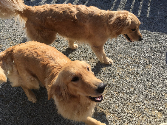 シュシュと玉子の写真