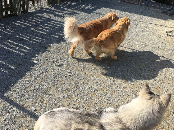 シュシュと玉子の写真2