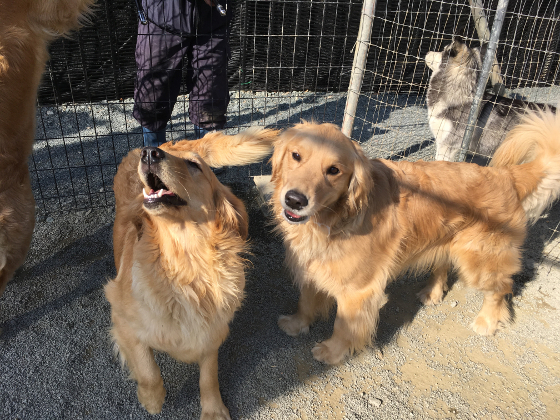 シュシュと玉子の写真3