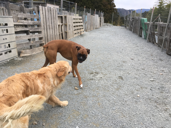 レンと玉子の写真3