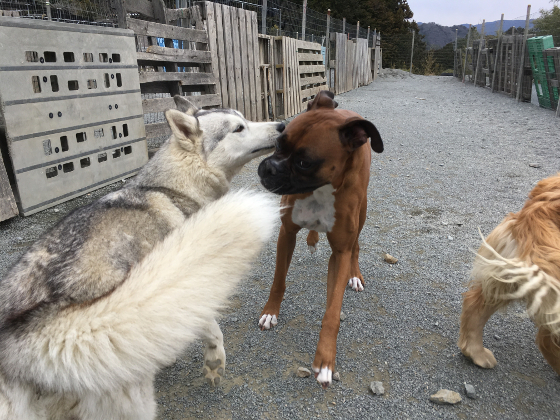 レンとバタコの写真5