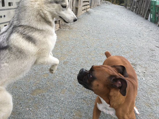 レンとバタ子の写真7