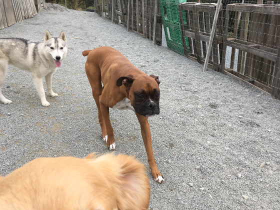 レンとバタコと玉子の写真