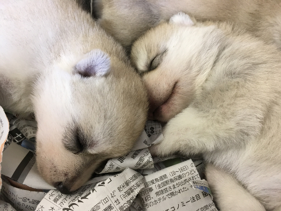 ライナーの子犬の写真2