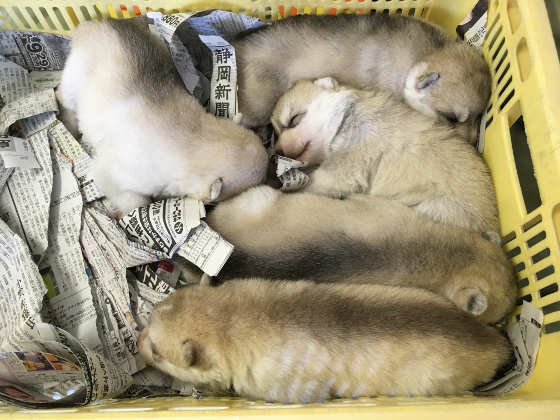 ライナーの子犬の写真