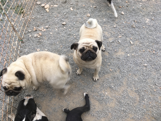 ニッキとニョッキの写真