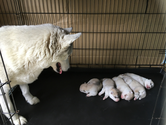 ライナーと子犬の写真2