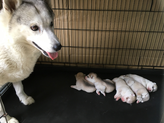 ライナーと子犬の写真3