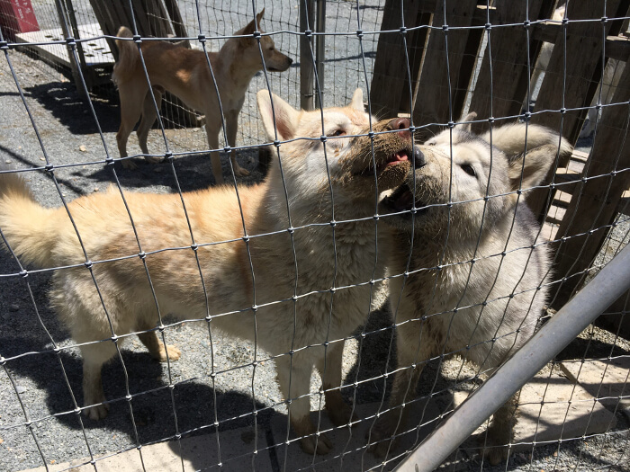 甘栗とウーフの写真