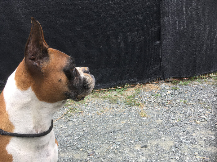 里親さん募集 ボクサー犬の ラン ペットのブリーダーワンブー裏日記