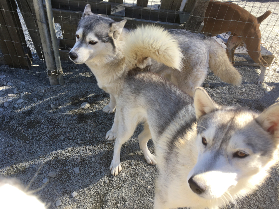 シベリアンハスキー どんぐり よその犬舎の ジロー と交配しました ペットのブリーダーワンブー裏日記