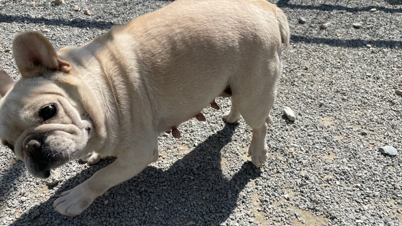 フレンチブルドッグの「ピーパリ」ドヤ顔中