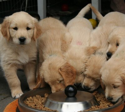 子犬購入の流れ