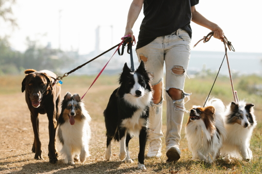 ブリーダーが教える犬のしつけ教室